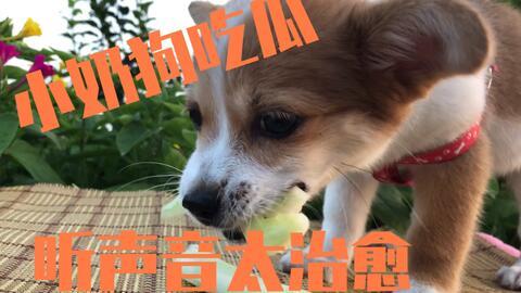 吃瓜的小狗的视频,萌翻网友