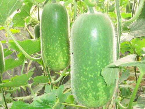 美团吃瓜现场图片大全视频,趣味瞬间大盘点