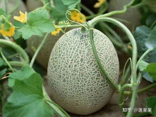 洋瓜老了可以吃吗视频,洋瓜老化后的食用价值与处理方法揭秘