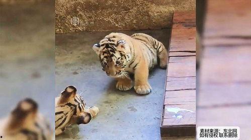 老虎打架吃瓜视频播放,老虎打架吃瓜视频播放量飙升