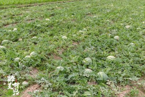 吃瓜群众挖野菜视频大全,一场田园生活的视觉盛宴