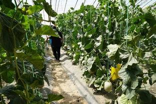 镇平的吃瓜视频,揭秘当地特色美食与风土人情