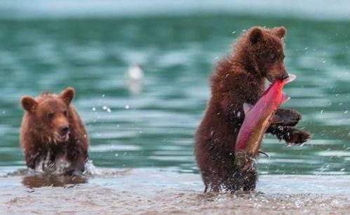 吃瓜小熊潜水视频在线观看,吃瓜小熊潜水视频带你领略海洋奇观