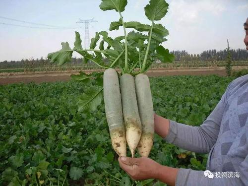 潍坊滨海吃瓜事件视频,一场引发热议的网络视频风波