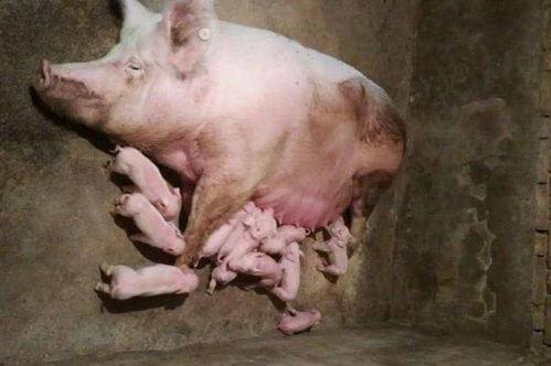 猪能直接吃生瓜吗视频播放,猪能否直接食用生瓜？视频揭秘营养与风险