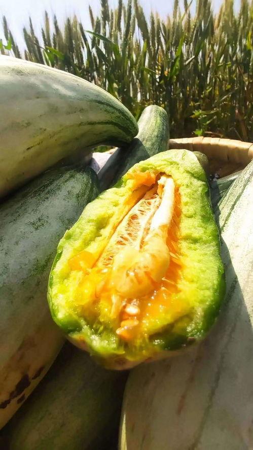 安静吃瓜视频全集,揭秘视频全集背后的精彩故事