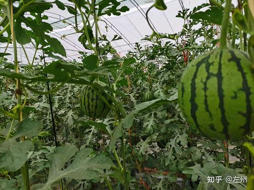 小吊瓜能经常吃吗视频,适量享用，健康生活