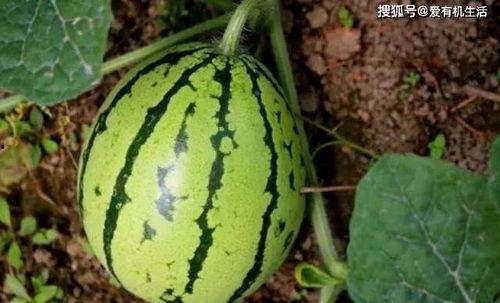 在地里吃土瓜视频,一场味蕾与自然的邂逅