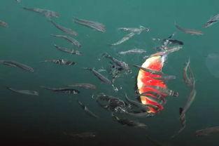 夏至吃瓜群众视频,跟随吃瓜群众探寻传统习俗