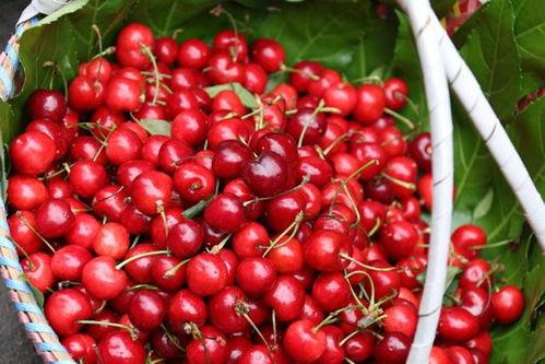 吃瓜樱桃事件是真的吗视频