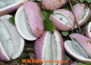 孩子怎么吃八月瓜视频,孩子喜爱的健康零食视频教程