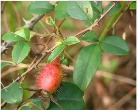 子林网红的吃瓜视频,娱乐圈幕后真相大曝光