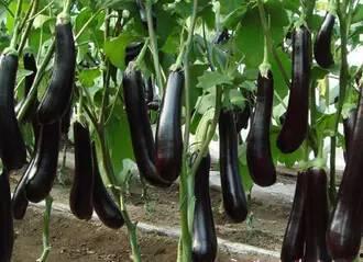 吃茄瓜的美女视频