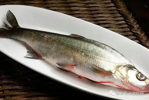 烂瓜可以喂鱼吃吗视频教程,鱼儿美食制作教程